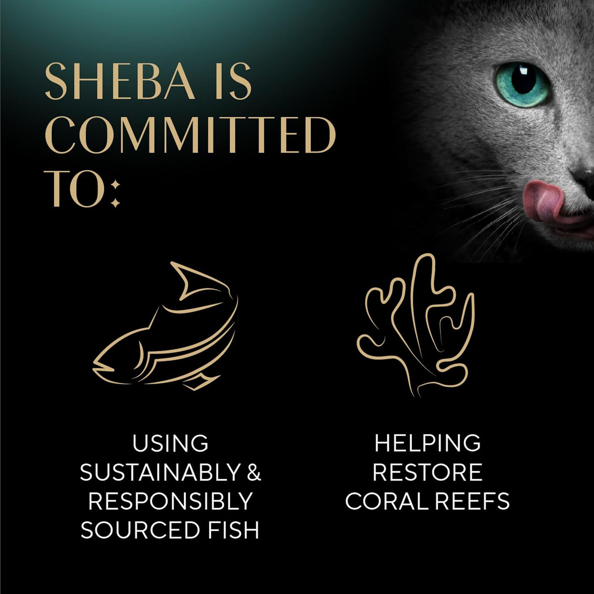 Sheba Perfect Portions Kitten Wet Cat Food Pate Chicken Entree, Salmon Entree, and Turkey, 2.6 oz. Twin-Pack Trays (, 48 Servings), 24 Count (Pack of 2)